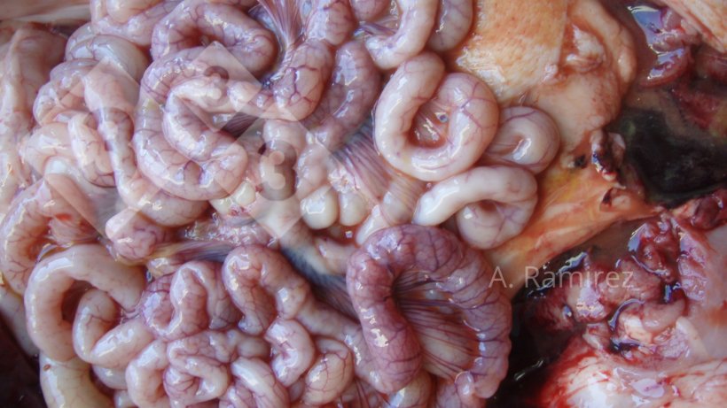 Imagen&nbsp;2. Intestino&nbsp;delgado&nbsp;ligeramente ondulado&nbsp;(debido al engrosamiento de la pared intestinal) que sugiere una ileitis leve a moderadamente cr&oacute;nica y sin complicaciones. Si abri&eacute;ramos los intestinos, el engrosamiento y la ondulaci&oacute;n se volver&iacute;an m&aacute;s evidentes.
